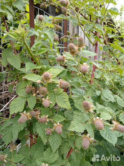 Ежемалина тайберри