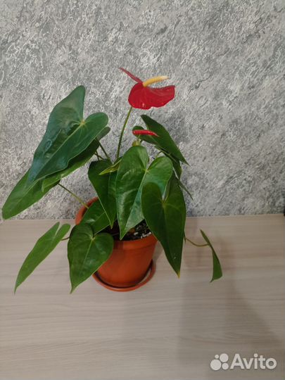 Комнатные цветы