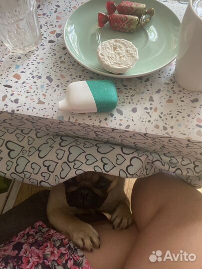 Мопс(1 год) в семью с собакой