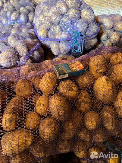 Продам картофель оптом