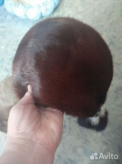 Шапки женские норковые