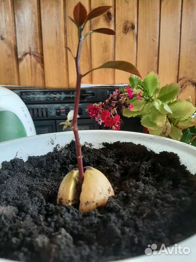 Авокадо дерево