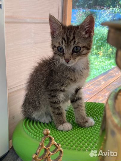 Котенок мальчик полосатик