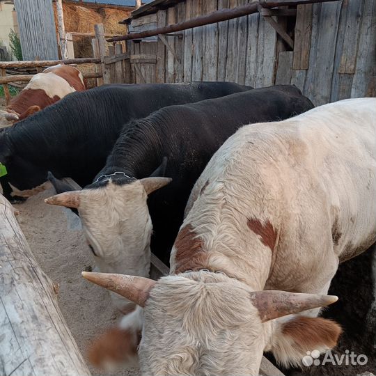 Быки на мясо