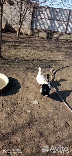 Домашняя птица