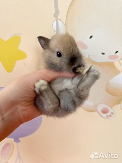 Карликовый кролик