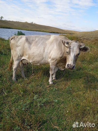 С/х животные коровы