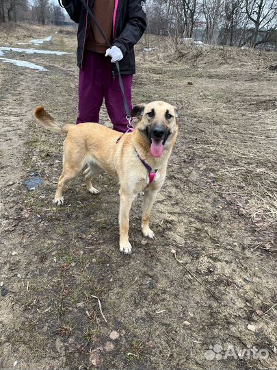 Метис овчарки из приюта