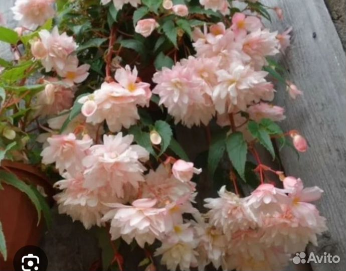 Бегония ампельная вегетативная