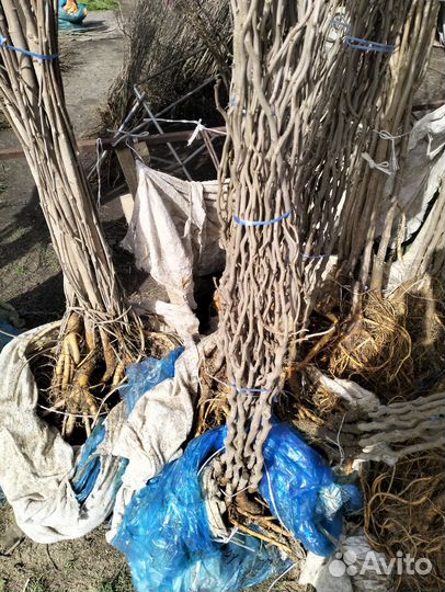 Шелковица змеевидная