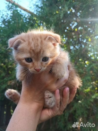 Котята бесплатно
