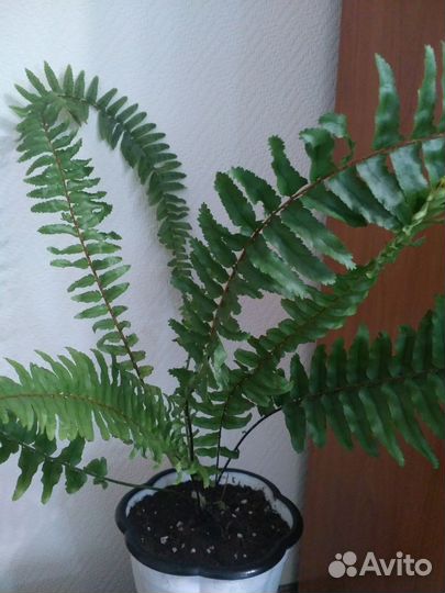 Папоротник нефролепис