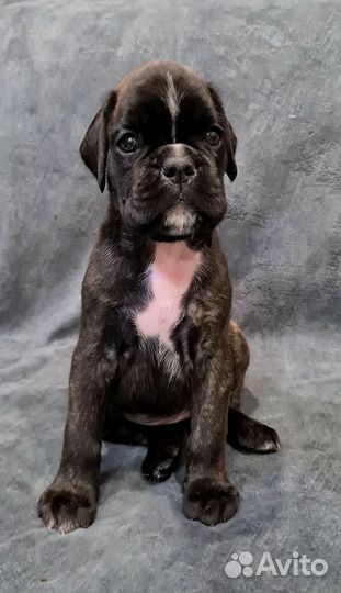 Щенок боксера девочка