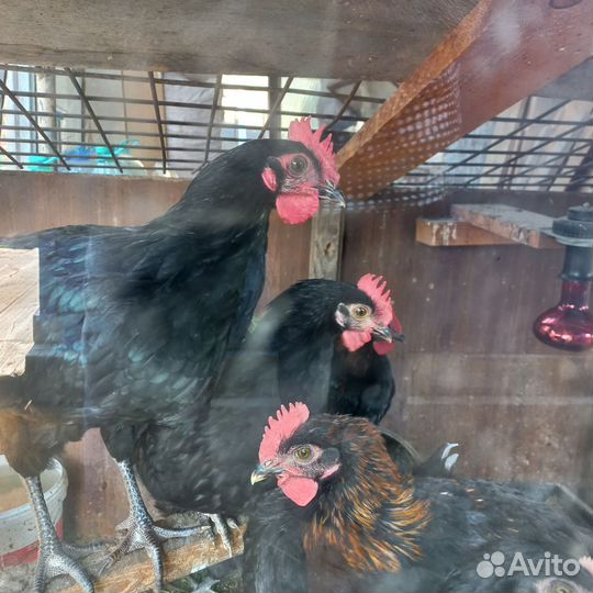 Петухи синь синь дянь, 3 мес