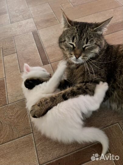 Котята шалунята