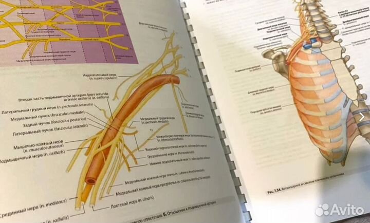 Анатомия для студентов Грея. Третье издание