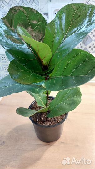 Фикус Лирата бамбино