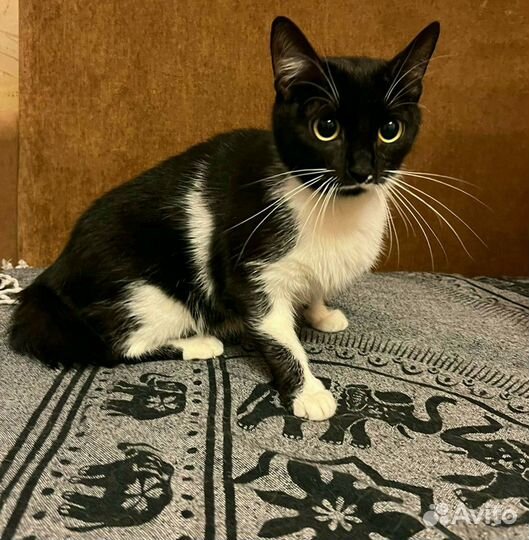 Отдам бесплатно кошку