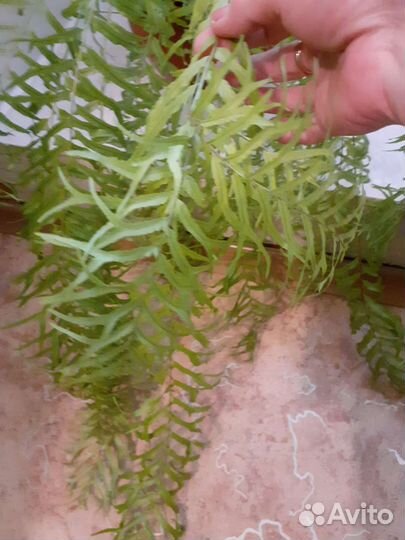 Папоротник нефролепис Фальката