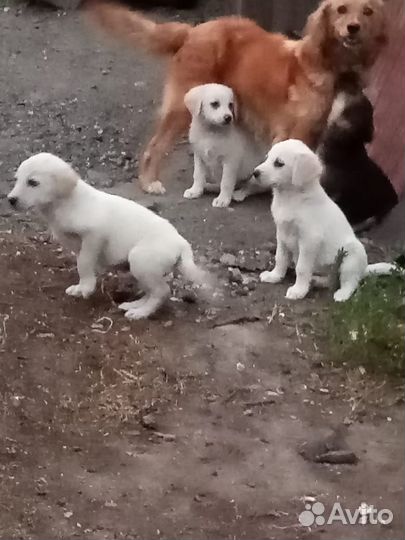 Щеночки в дар