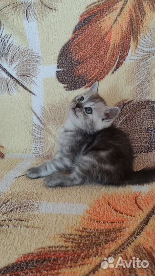 Шотландские вислоухие и прямоухие котята