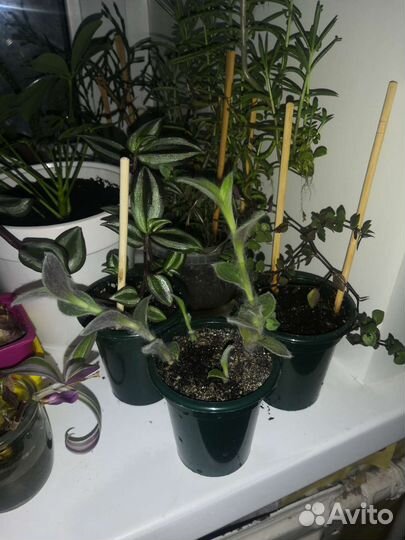 Традесканция