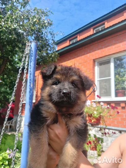 Немецкая овчарка