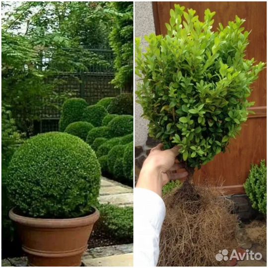 Саженцы самшита вечно зелёного