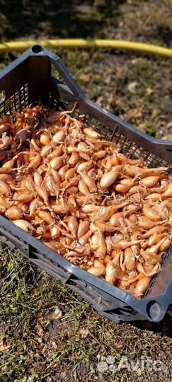 Лук на перо