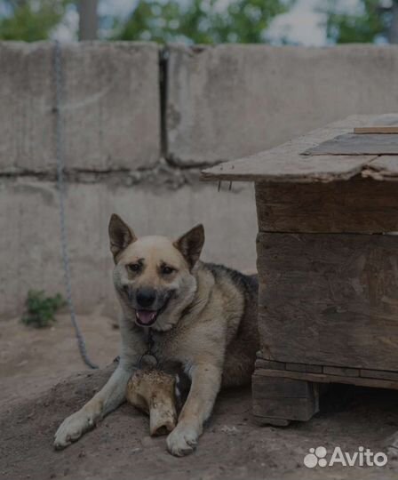 Метис овчарки в отлове. Заберите его домой
