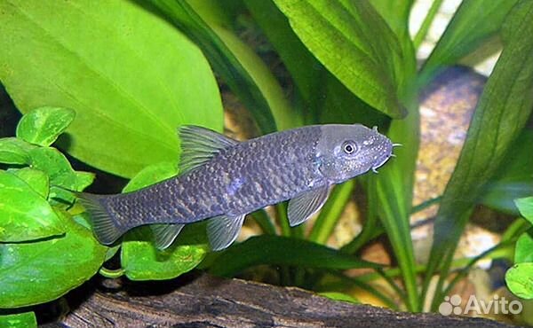Гарра руфа водорослеед. Аквариумная рыбка