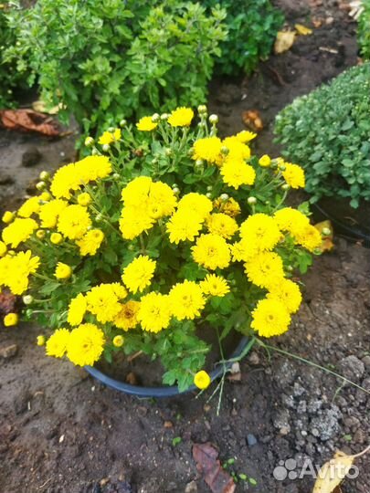 Хризантема мультифлора