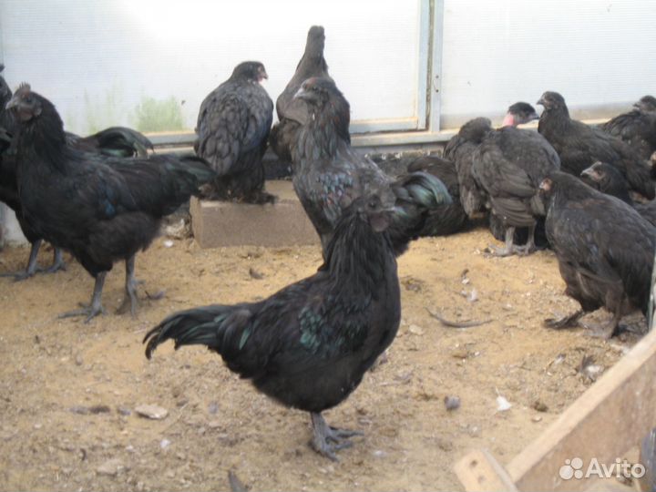 Куры и петушки породы ухей илюй,брама,голошейные