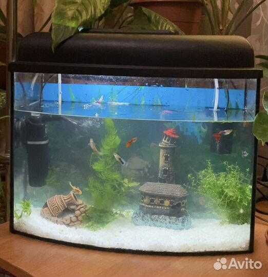 Аквариум на 30 литров
