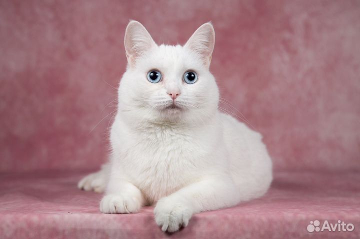 Кошка Пуня в дар, в добрые руки