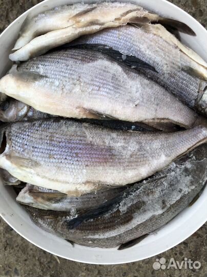 Хариус северный малосольный