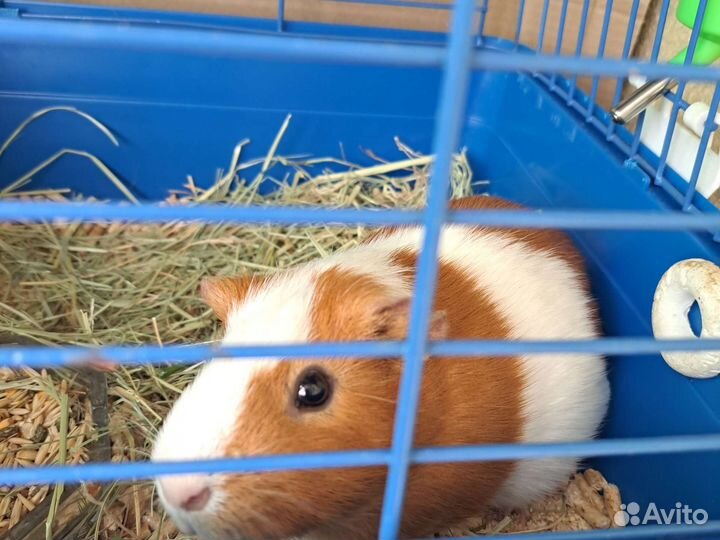 Морские свинки