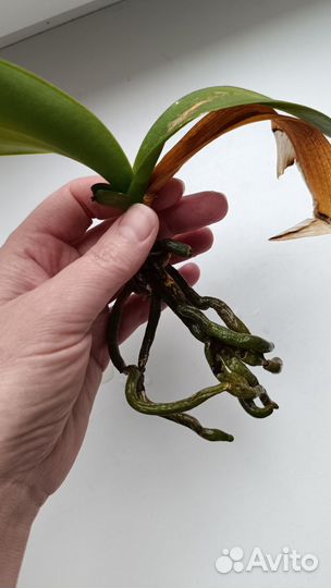 Бронь Орхидея