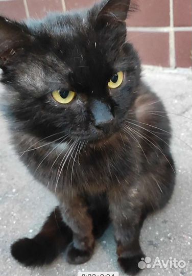 Котику Мишке очень одиноко