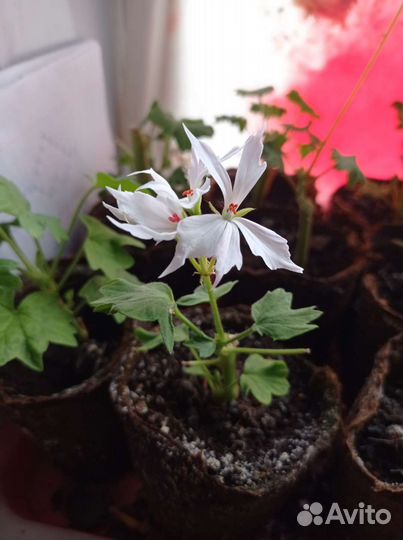 Пеларгония герань