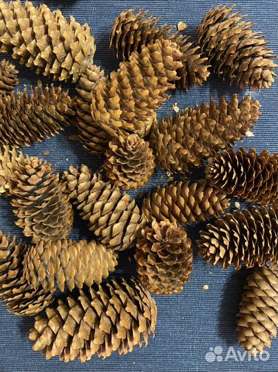 Ёлочные шишки на поделки