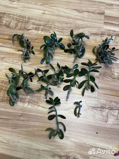 Комнатные растения