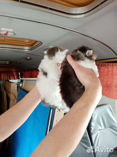 Кошка в дар бесплатно