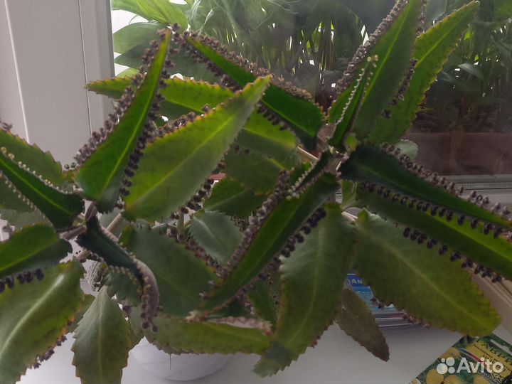 Каланхоэ лечебное