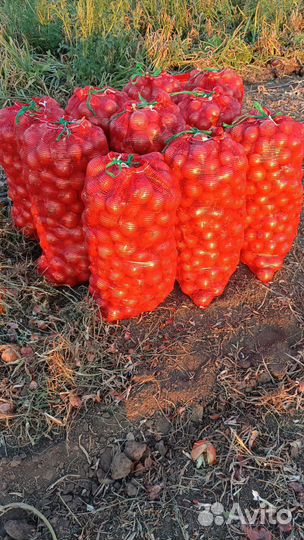 Лук репчатый оптом