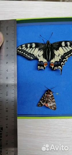 Махаон, размер 9 см