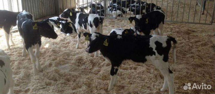 Телята бычки