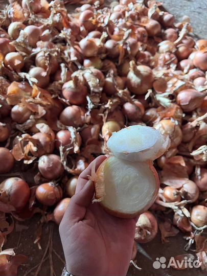 Лук на перо