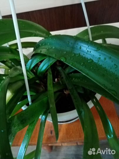 Гиппеаструм - комнатная лилия