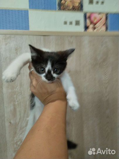 Котенок в добрые руки